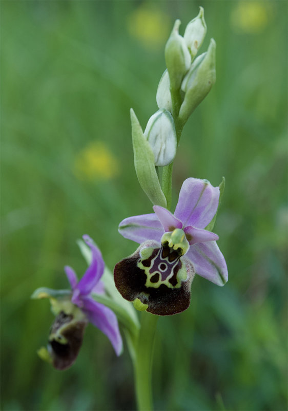 Ophrys holoserica