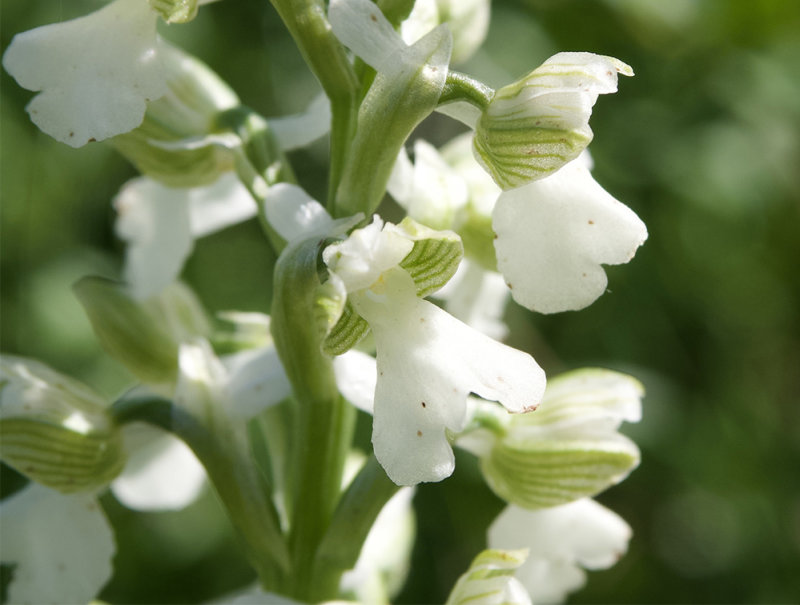 Anacamptis morio