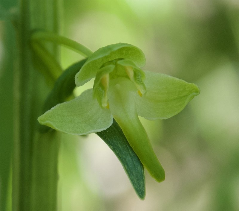 Platanthera chlorantha