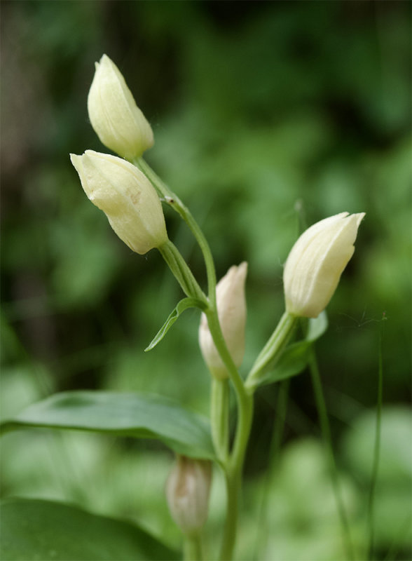 Cephalantera damasonium