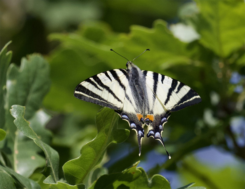 Iphiclides podalirius