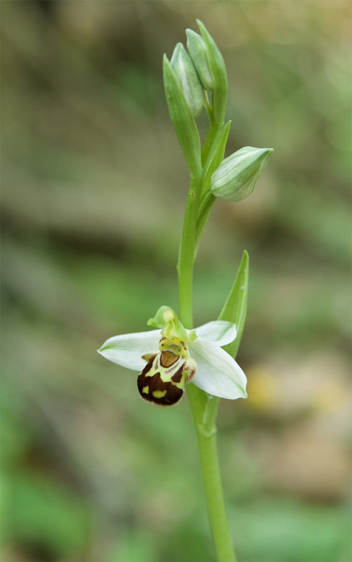 Ophrys apifera