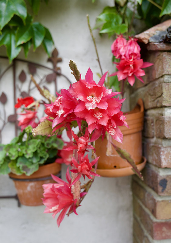 Schlumbergera