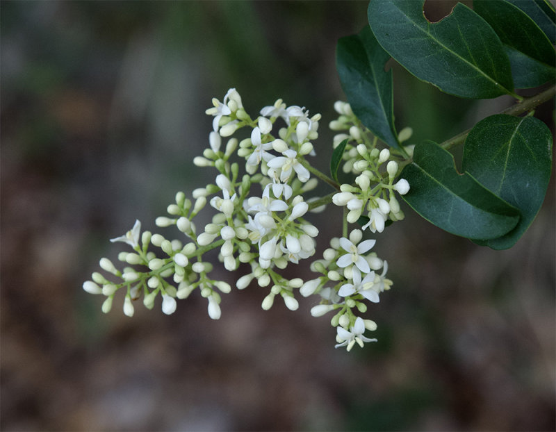 Ligustrum vulgare