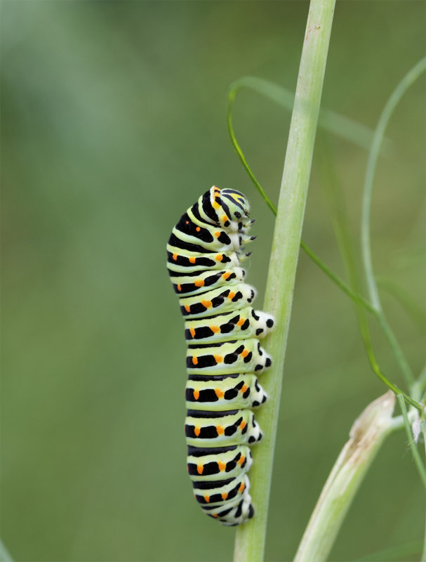 Papilio machaon 