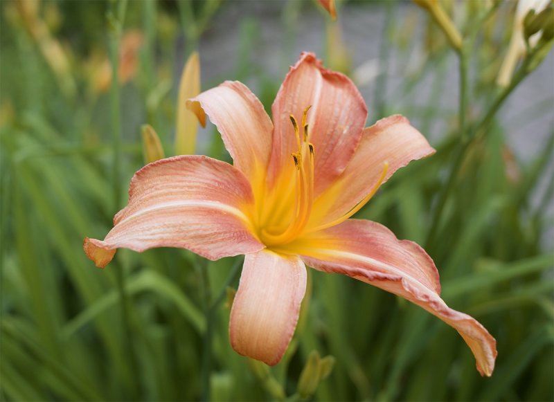 Hemerocallis 