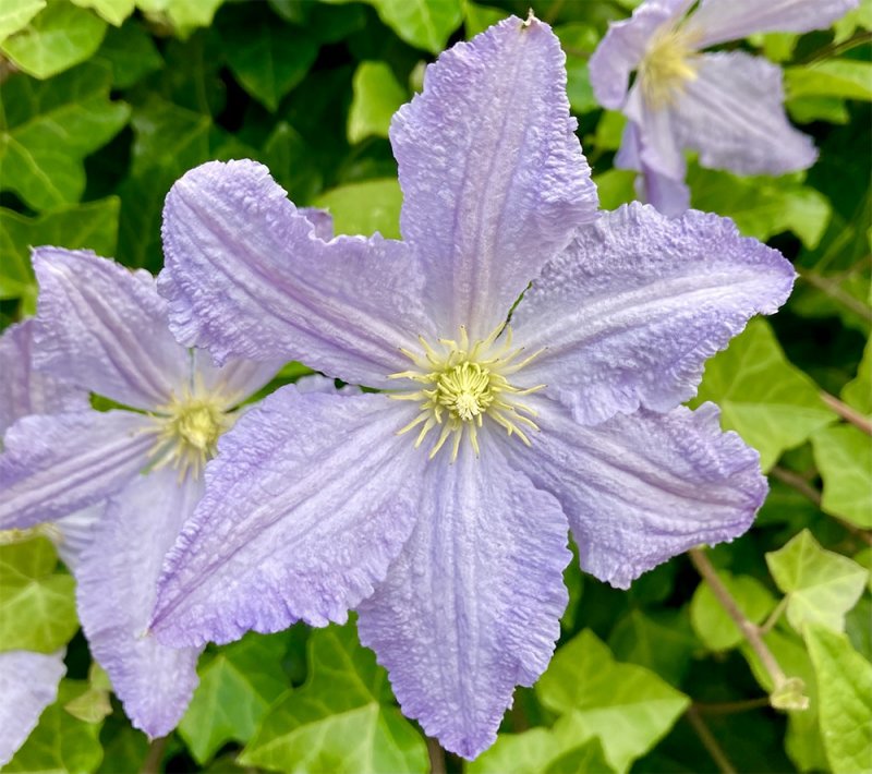 Clematis