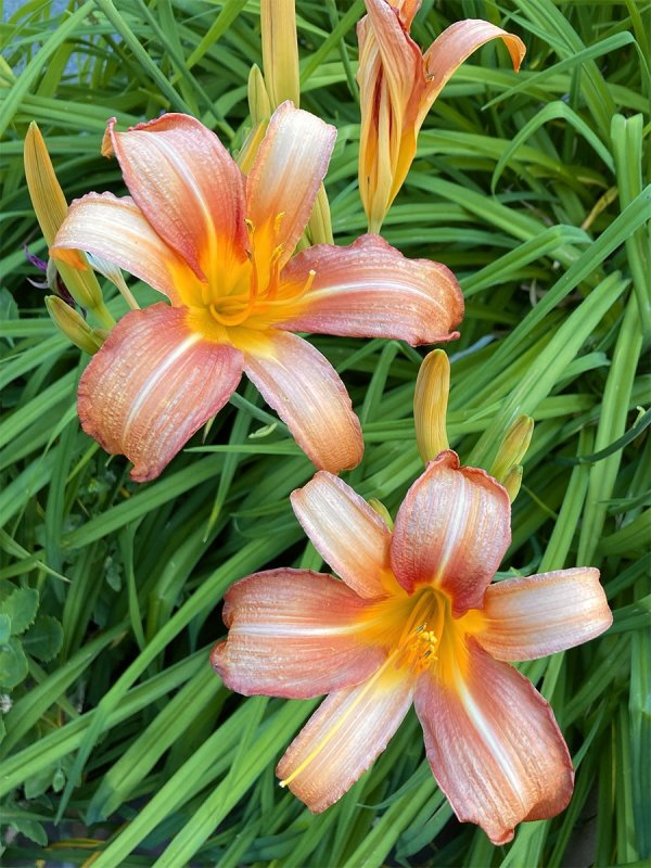 Hemerocallis 