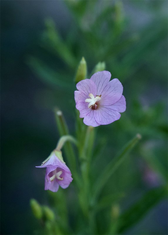 Epilobium parviflorum
