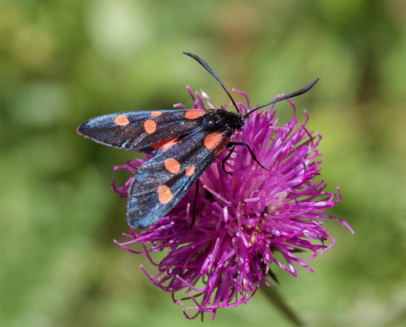 Zygaena trifolii 
