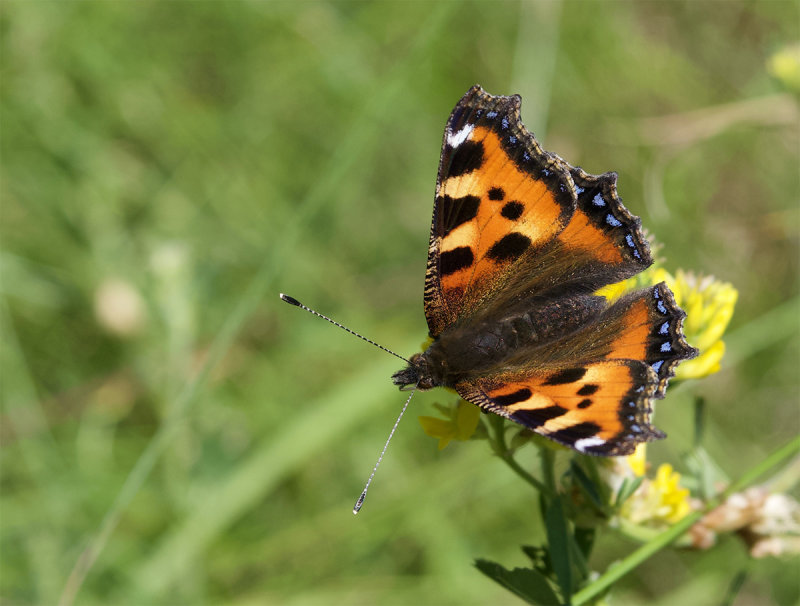 Aglais urticae