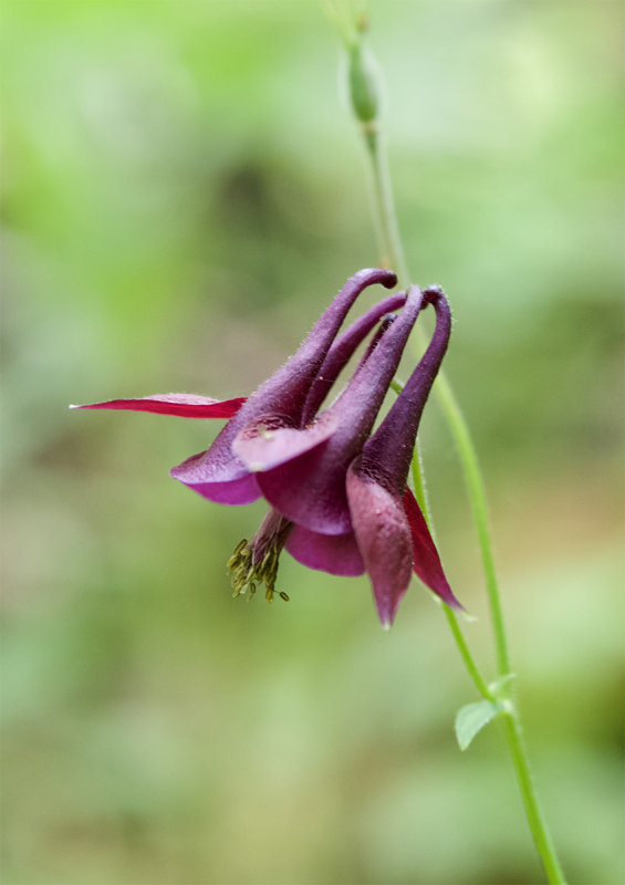 Aquilegia atrata