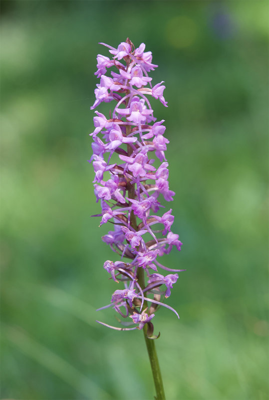 Gymnadenia conopsea
