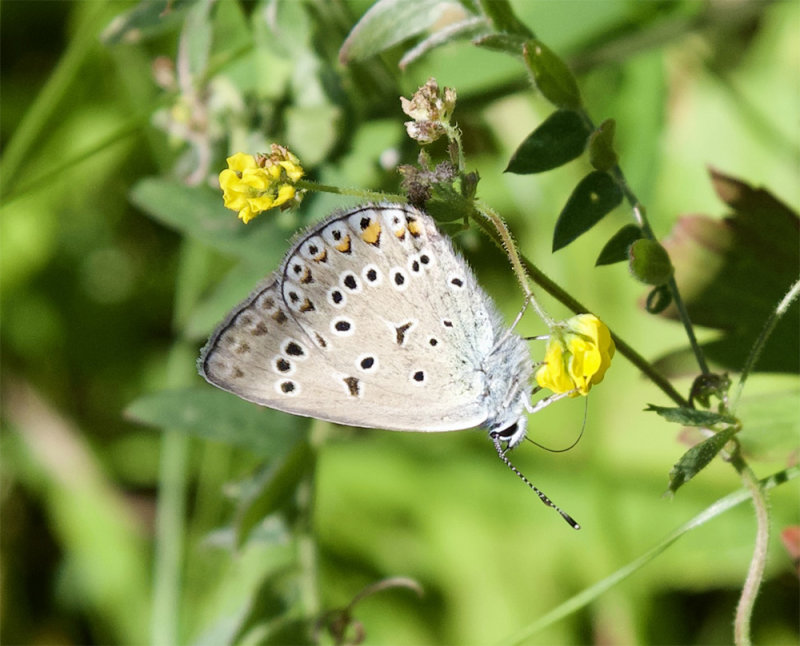 Polyommatus amandus 