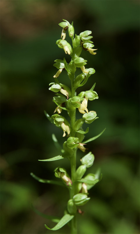 Coeloglossum viride 