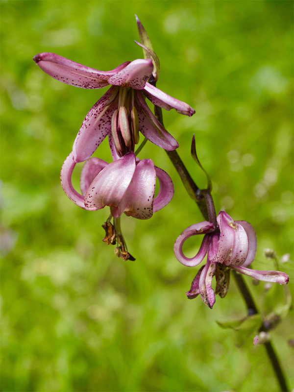 Lilium martagon 