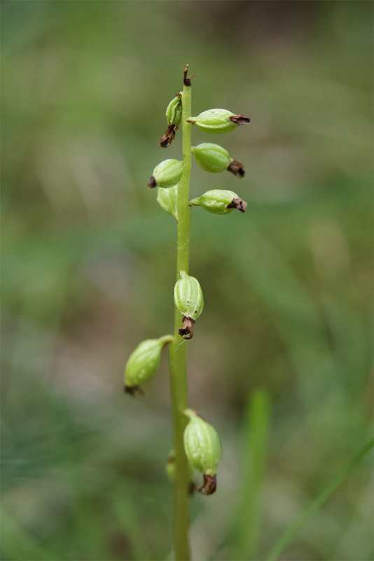 Corallorhiza trifida 