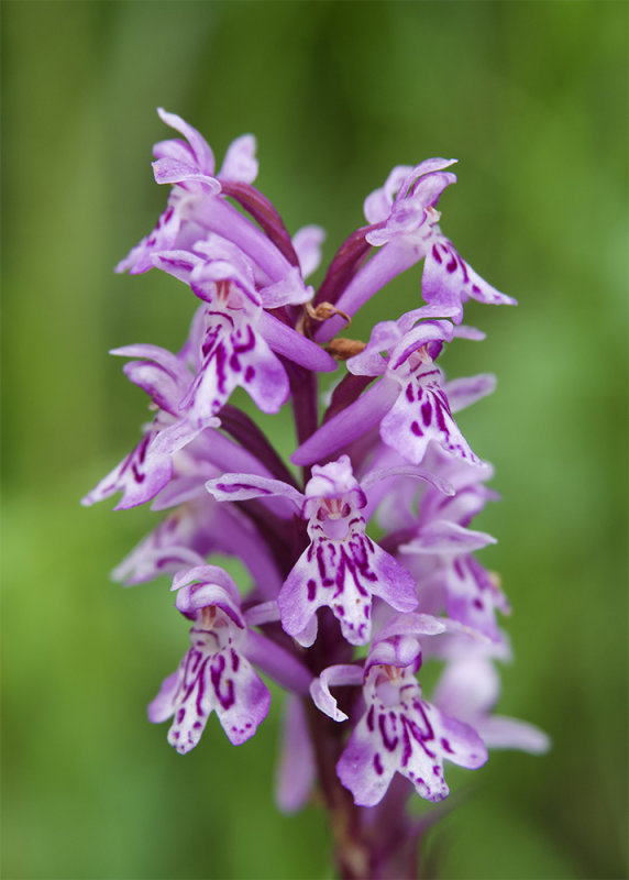 Dactylorhiza fuchsii 
