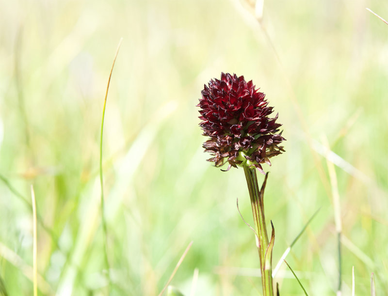 Gymnadenia rhellicani 
