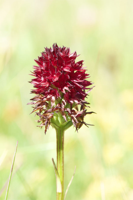 xGymnigritella suaveolens 