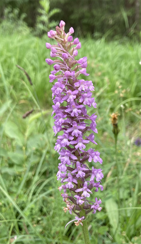 Gymnadenia conopsea 