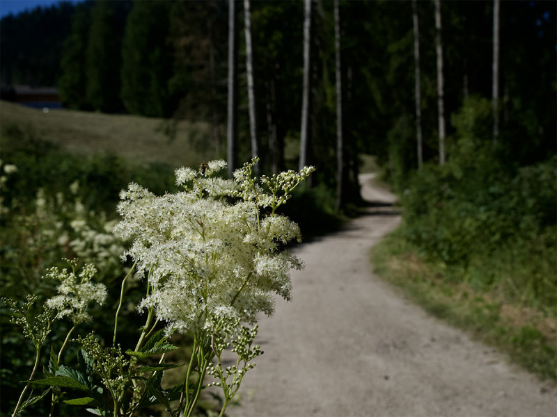 Filipendula ulmaria
