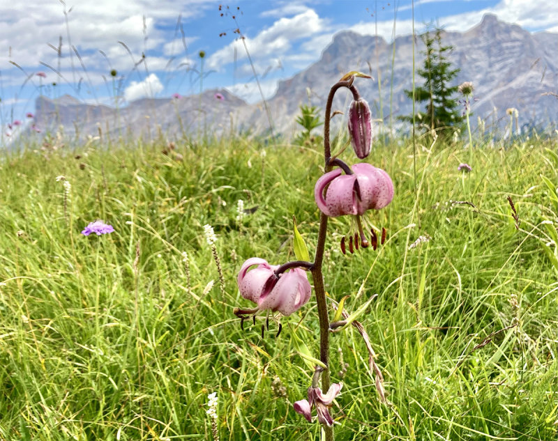 Lilium martagon 