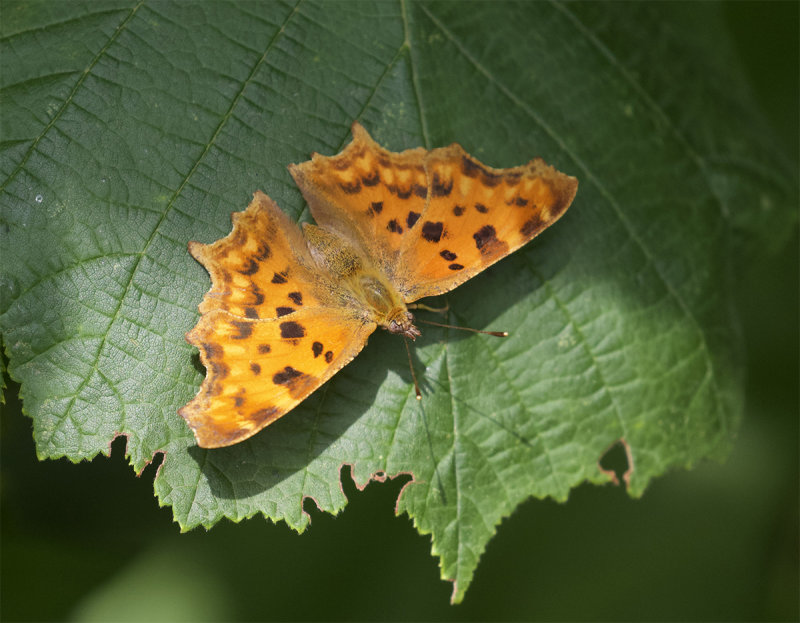 Polygonia c-album  