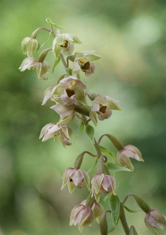 Epipactis helleborine  