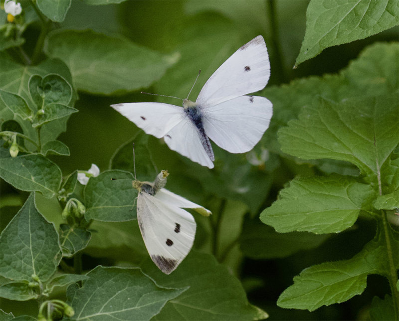 Mating season