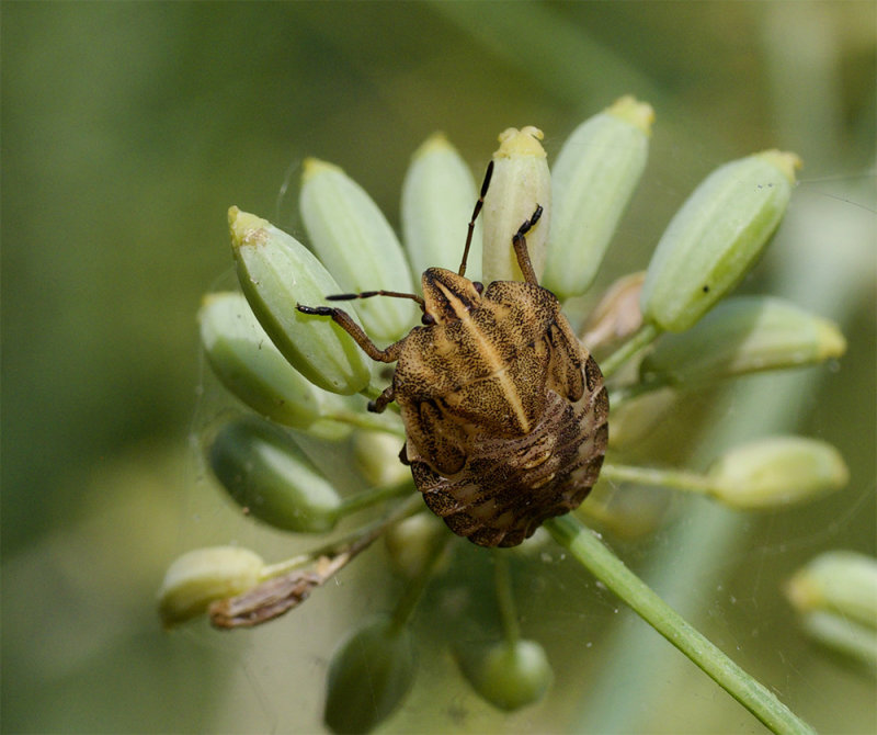 Graphosoma italicum