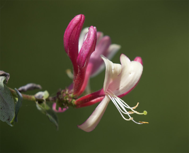 Lonicera caprifolium 