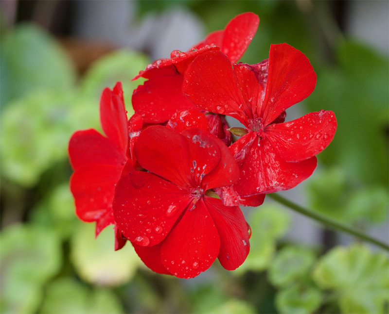 Pelargonium