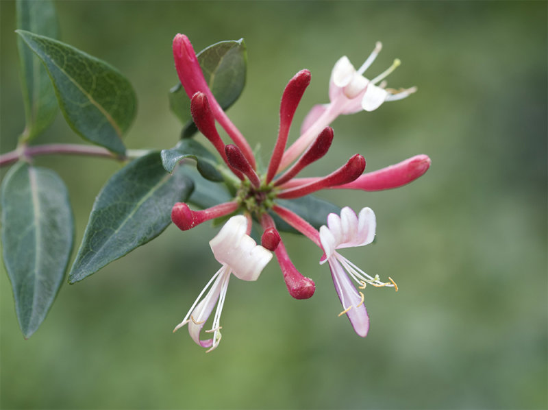 Lonicera caprifolium 