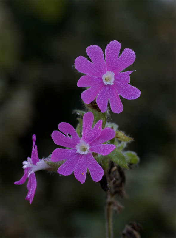 Silene dioica 