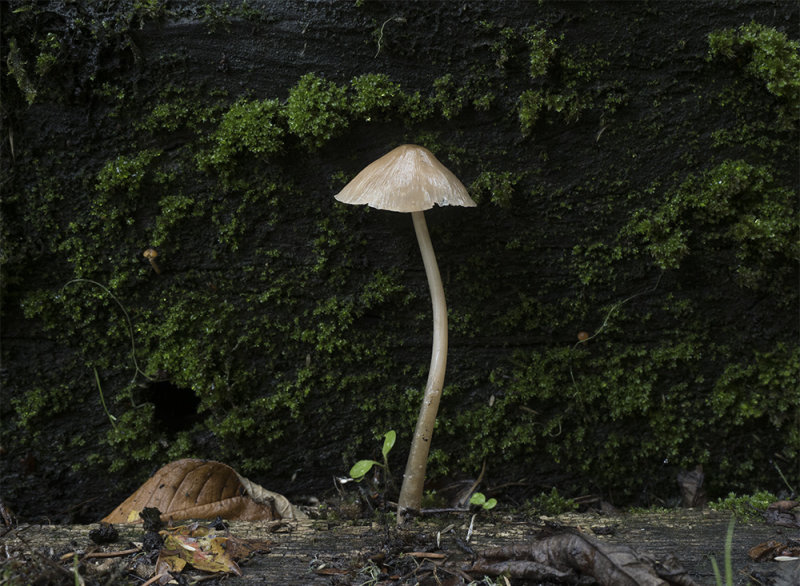Mycena galericulata  
