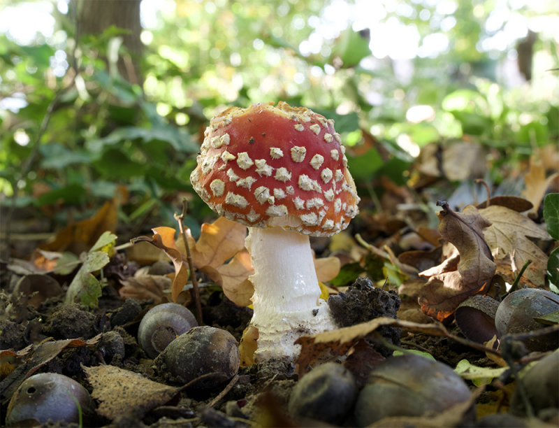 Amanita muscaria 
