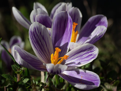 Crocus vernus