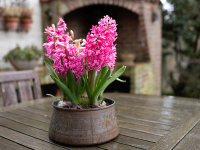 Hyacinth