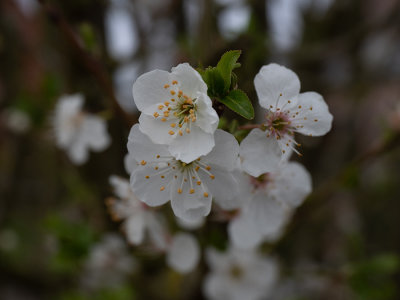 cherry blossoms