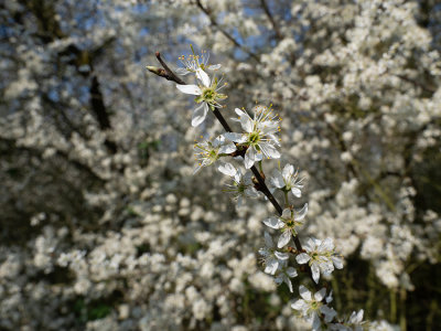 Prunus spinosa