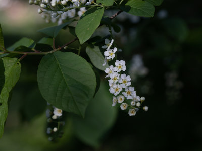 Prunus padus