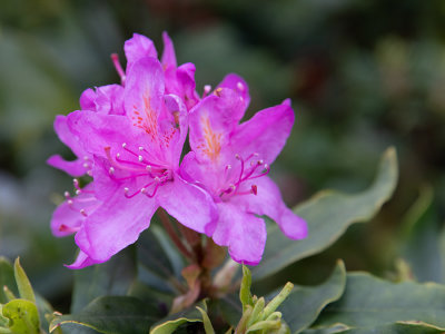 Rododendron