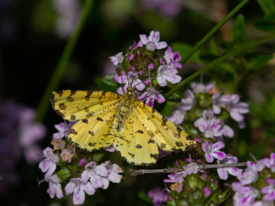 Pseudopanthera macularia   