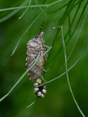 Bug laying its eggs