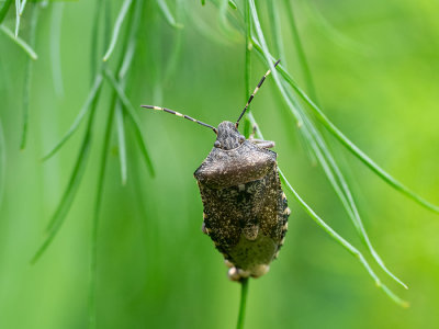 Rhaphigaster nebulosa