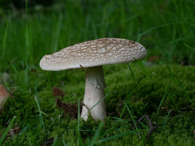 Amanita rubescens