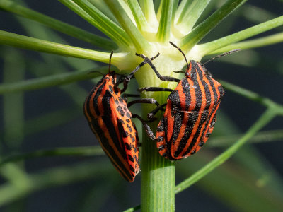 Graphosoma italicum