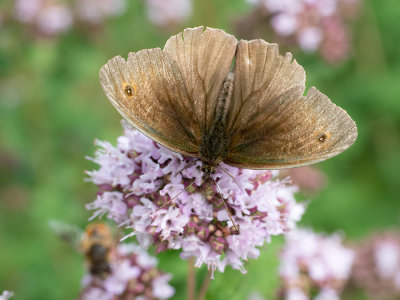 Maniola jurtina ♂