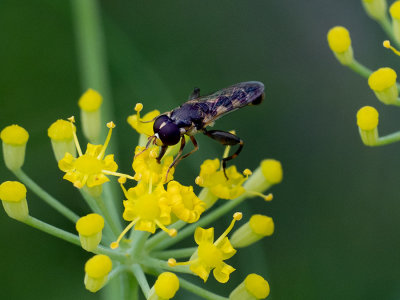 Chalcosyrphus nemorum